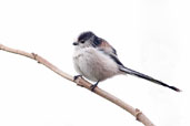 Long-tailed Tit, Monks Eleigh, Suffolk, England, October 2007