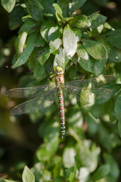 Female Southern Hawker, Monks Eleigh Parish, Suffolk, England, September 2008 - click for larger image