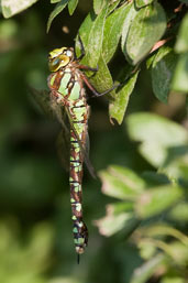 Female Southern Hawker, Monks Eleigh Parish, Suffolk, England, September 2008 - click for larger image