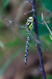 Male Southern Hawker, Monks Eleigh Parish, Suffolk, England, September 2007 - click for larger image