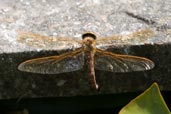 Female Brown Hawker, Monks Eleigh Garden, Suffolk, England, July 2007 - click for larger image