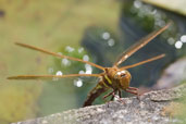 Female Brown Hawker, Monks Eleigh Garden, Suffolk, England, July 2007 - click for larger image