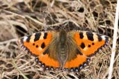 Small Tortoiseshell, Monks Eleigh Garden, Suffolk, England, March 2009 - click for larger image