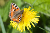 Small Tortoiseshell, Monks Eleigh Garden, Suffolk, England, April 2009 - click for larger image