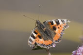 Small Tortoiseshell, Monks Eleigh Garden, Suffolk, England, July 2009 - click for larger image