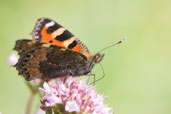 Small Tortoiseshell, Monks Eleigh Garden, Suffolk, England, July 2009 - click for larger image