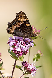 Small Tortoiseshell, Monks Eleigh Garden, Suffolk, England, July 2015 - click for larger image