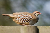 Red-legged Partridge, Monks Eleigh, Suffolk, England, April 2009 - click for larger image