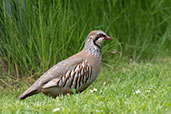 Red-legged Partridge, Monks Eleigh, Suffolk, England, April 2009 - click for larger image