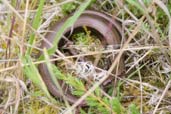 Slow-worm, Monks Eleigh Garden, Suffolk, England, July 2007 - click for larger image