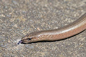 Slow-worm, Monks Eleigh Garden, Suffolk, England, June 2010 - click for larger image