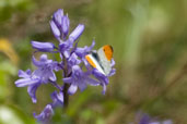 Male Orange-tip, Monks Eleigh Garden, Suffolk, England, May 2008 - click for larger image