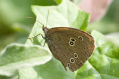 Ringlet, Monks Eleigh Garden, Suffolk, England, July 2008 - click for larger image