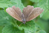 Ringlet, Monks Eleigh Garden, Suffolk, England, July 2008 - click for larger image