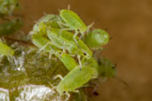 Aphid, Monks Eleigh Garden, Suffolk, England, May 2008 - click for larger image