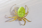 Garden Spider, Monks Eleigh Garden, Suffolk, England, July 2009 - click for larger image