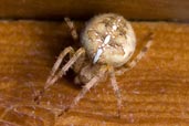 Garden Spider, Monks Eleigh Garden, Suffolk, England, October 2007 - click for larger image