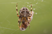 Garden Spider, Monks Eleigh Garden, Suffolk, England, September 2008 - click for larger image