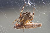 Garden Spider, Monks Eleigh Garden, Suffolk, England, September 2008 - click for larger image