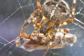 Garden Spider, Monks Eleigh Garden, Suffolk, England, September 2008 - click for larger image