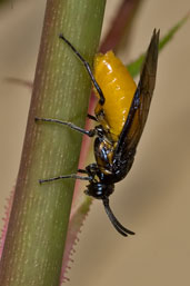 Large Rose Sawfly, Monks Eleigh Garden, Suffolk, England, May 2008 - click for larger image