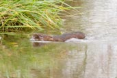 Water Vole, Aldeburgh, Suffolk, England, September 2005 - click for larger image