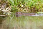 Water Vole, Aldeburgh, Suffolk, England, September 2005 - click for larger image