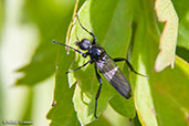 St Mark's Fly, Monks Eleigh Garden, Suffolk, England, April 2010 - click for larger image