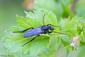 St Mark's Fly, Monks Eleigh Garden, Suffolk, England, April 2010 - click for larger image