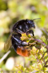 Female Red=tailed Bumblebee, Monks Eleigh Garden, Suffolk, England, April 2010 - click for larger image