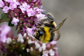 Male White-tailed Bumblebee, Monks Eleigh Garden, Suffolk, England, July 2007 - click for larger image