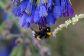 White-tailed Bumblebee, Monks Eleigh Garden, Suffolk, England, May 2008 - click for larger image