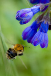 Common Carder Bumblebee, Monks Eleigh Garden, Suffolk, England, June 2008 - click for larger image