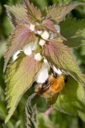 Common Carder Bumblebee, Monks Eleigh Garden, Suffolk, England, April 2010 - click for larger image