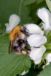 Common Carder Bumblebee, Monks Eleigh Garden, Suffolk, England, April 2010 - click for larger image