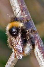 Buff-tailed Bumblebee, Monks Eleigh Garden, Suffolk, England, April 2010 - click for larger image