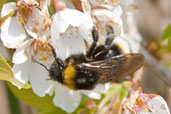 Buff-tailed Bumblebee, Monks Eleigh Garden, Suffolk, England, April 2010 - click for larger image