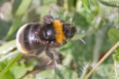 Buff-tailed Bumblebee, Monks Eleigh Garden, Suffolk, England, April 2010 - click for larger image