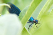 Male Banded Demoiselle, Monks Eleigh, Suffolk, England, July 2007 - click for larger image