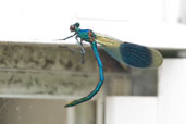 Male Banded Demoiselle, Monks Eleigh, Suffolk, England, July 2007 - click for larger image