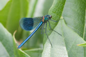 Male Banded Demoiselle, Monks Eleigh, Suffolk, England, July 2007 - click for larger image