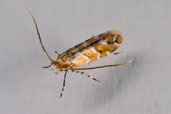 Horse-chestnut Leaf-miner Moth, Monks Eleigh, Suffolk, England, July 2010 - click for larger image