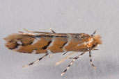 Horse-chestnut Leaf-miner Moth, Monks Eleigh, Suffolk, England, July 2010 - click for larger image