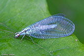 Green Lacewing, Monks Eleigh, Suffolk, England, June 2010 - click for larger image