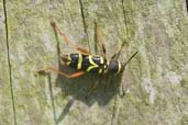 Wasp Beetle, Monks Eleigh Garden, Suffolk, England, May 2008 - click for larger image