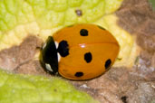 7-spot Ladybird, Monks Eleigh Garden, Suffolk, England, April 2010 - click for larger image