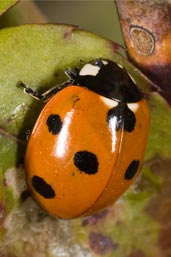 7-spot Ladybird, Monks Eleigh Garden, Suffolk, England, April 2010 - click for larger image