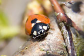 7-spot Ladybird, Monks Eleigh Garden, Suffolk, England, April 2010 - click for larger image