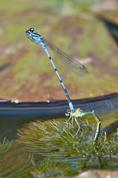 Male and female Azure Damselfly, Monks Eleigh, Suffolk, England, May 2008 - click for larger image