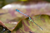 Male and female Azure Damselfly, Monks Eleigh, Suffolk, England, May 2008 - click for larger image